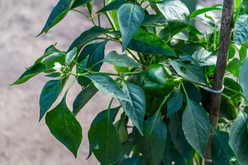 Green pepper on a branch in a greenhouse