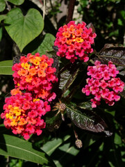 Pink, orange and yellow lantana plant flowers in Bodrum, Turkey.  