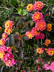 Pink, orange and yellow lantana plant flowers in Bodrum, Turkey.  