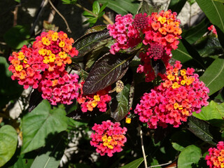 Pink, orange and yellow lantana plant flowers in Bodrum, Turkey.  