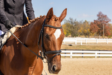The head of a chestnut Thoroughbred horse with a big star and an English dressage bridle and...