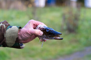 The fisherman holds in his hand the head of a caught pike