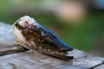 Head and jaw of a pike caught in a swamp close-up