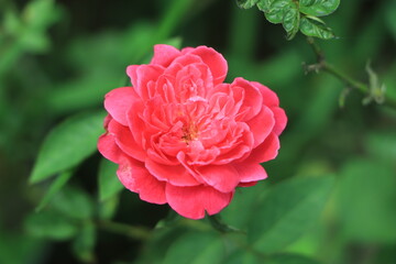 pink rose in garden