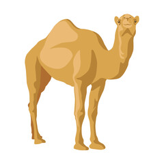 Camel sideway. Cartoon collection of wild animals with humps, caravan of dromedary in desert isolated in white background. Africa, tourism concept for poster, flyer or postcard