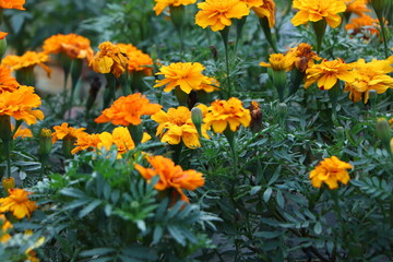 Obraz na płótnie Canvas Marigolds or Tagetes erecta flower in the nature or garden
