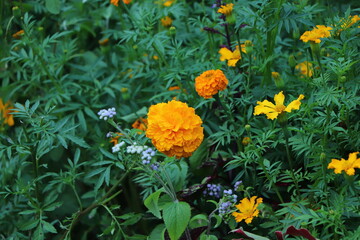 Yellow marigold flower in garden