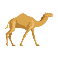 Camel side way. Cartoon wild animals with humps, caravan of dromedary in desert isolated in white background. Africa, tourism concept for poster, flyer or postcard
