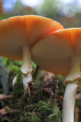 amanita muscaria hongo láminas vista desde abajo  seta mata moscas alucinógena no comestible país vasco 4M0A4222-as22