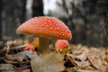 Close-up of false umbrella fungus, chlorophyll molybdite fly agaric or lepiota with green spores in the forest. soft focus, mystical mushroom for witchcraft, esotericism.