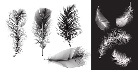 Set of bird feathers. Vector illustration, clipart fluffy feathers