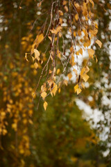 Autumn background. Red and orange autumn leaves background