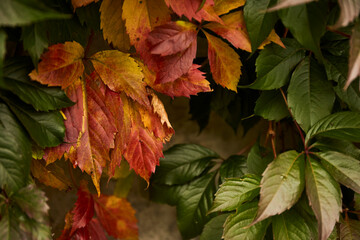 Autumn background. Red and green autumn leaves background
