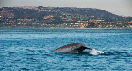 Blue whale tail fluke off Dana Point, California