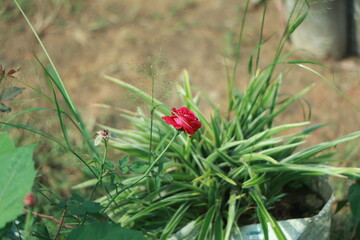 a beautiful red roses in the garden