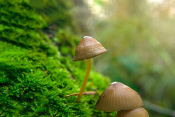 toadstools on green moss on a light natural background. pagan wiccan, slavic traditions. Witchcraft, esoteric spiritual ritual