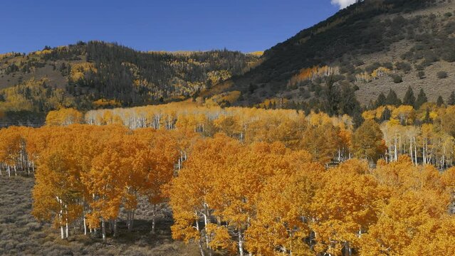 Aerial-Slowly descending over a stand of brilliant orange and gold autumn quaking aspen trees with a contrasting clear blue sky.