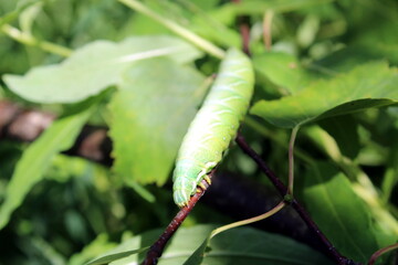  A fat green caterpillar crawls along a branch on a summer day.