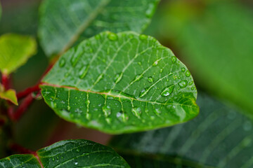 Fototapeta na wymiar Green leaves with water drop on a plant of poinsettia (Euphorbia Pulcherrima). High-quality photo