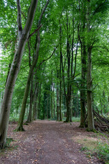 footpath through woodlands in the english countryside