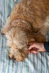Naklejka na ściany i meble Pet dog laying on bed with woman's hand stroking head