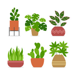 set of plants in pots