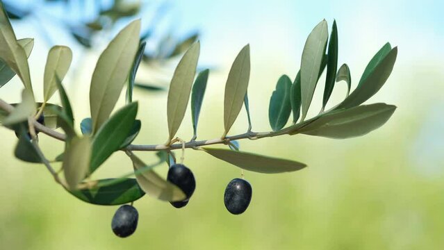 Isolated macro view of black olives trees branch,extra virgin olive oil production season