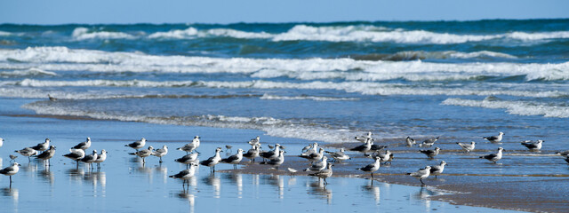 Seagulls on the beach