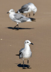 seagulls on the beach