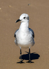 Seagull on the beach