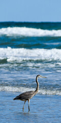 heron on the beach fishing
