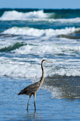 heron fishing on South Padre Island beach
