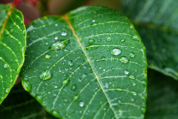Green leaves with water drop on a plant of poinsettia (Euphorbia Pulcherrima). High-quality photo
