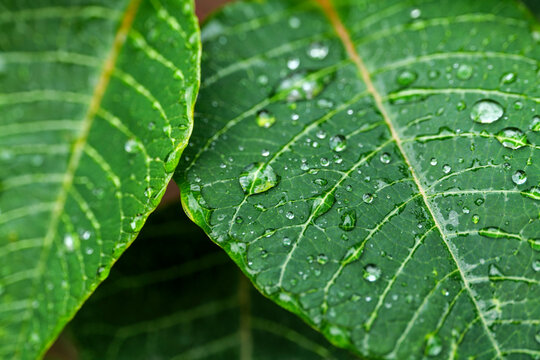 Green leaves with water drop on a plant of poinsettia (Euphorbia Pulcherrima). High-quality photo
