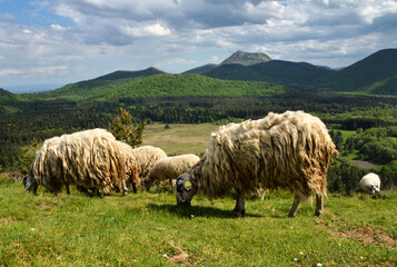 Herd of mountain sheep on top of a mountain with a magnificent view of a volcanic mountain range....