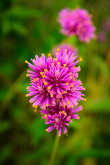 close up of a pink flower