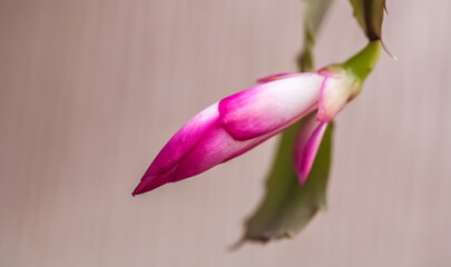 Schlumberger's Red indoor Flower close-up on a light background in the room
