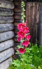 Pink mallow flower close-up on the background of the log wall of the house