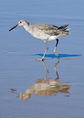 Seabird on the beach