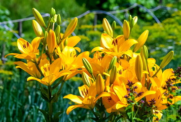 Obraz premium Yellow lily flower close-up on a background of greenery in summer