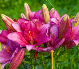 Pink Lily Flower close-up on a background of greenery in summer
