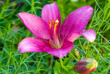 Pink Lily Flower close-up on a background of greenery in summer