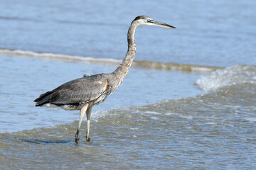 great blue heron by the sea
