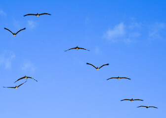 Pelicans in the sky