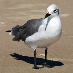 seagull on the beach