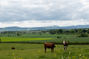 Fototapeta na wymiar Landscape cows in the meadow. 