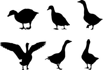Obraz premium Collection of black silhouettes gooses