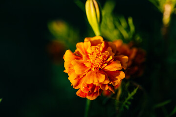 Close-up of Beautiful Tagetes or Marigolds on green blurry background in sunset light. High-quality photo