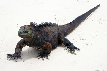 Marine Iguana in Santa Cruz Island - Galapagos Archipelago - Ecuador