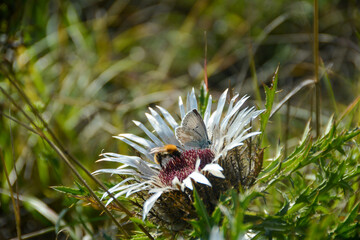 Silver thistle with a bee and a butterfly in a meadow